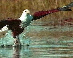 Fishing Bird hologram